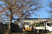 Tree Removal